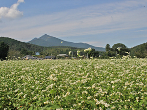 画像:里山風景07