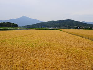 画像:里山風景08