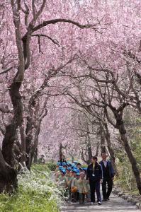 H26 茨城県知事賞　お花見遠足　佐々木隆