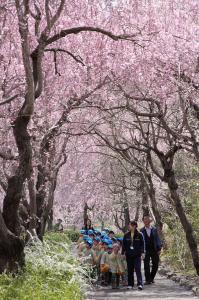 『H26 茨城県知事賞　お花見遠足　佐々木隆』の画像