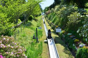 『H26入選　花のすべり台　山口勝己』の画像