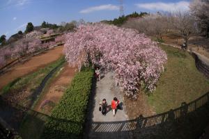 『H26入選　春爛漫　渡辺実 』の画像