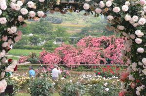 H26入選　バラの花園　面川洋子