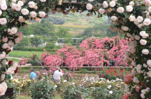 『H26入選　バラの花園　面川洋子』の画像