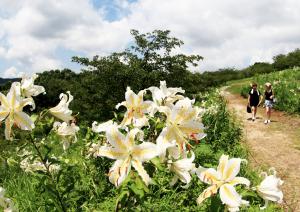 『H26入選　盛夏の山頂　丸森勝造』の画像