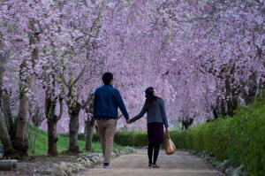 『入選　『恋桜』　小林功』の画像