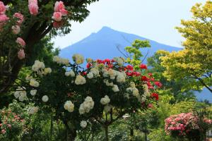 『入選　『春薔薇と筑波山』　竹内治』の画像