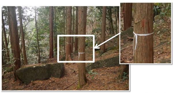 東筑波ハイキングコース誘導紐