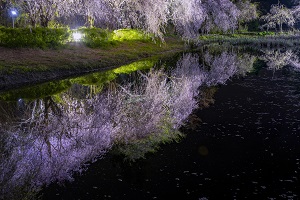 2019会長賞_枝垂れ桜のリフレクション