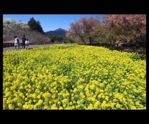 『春めきて』の画像