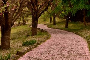 『風土記の花道』の画像