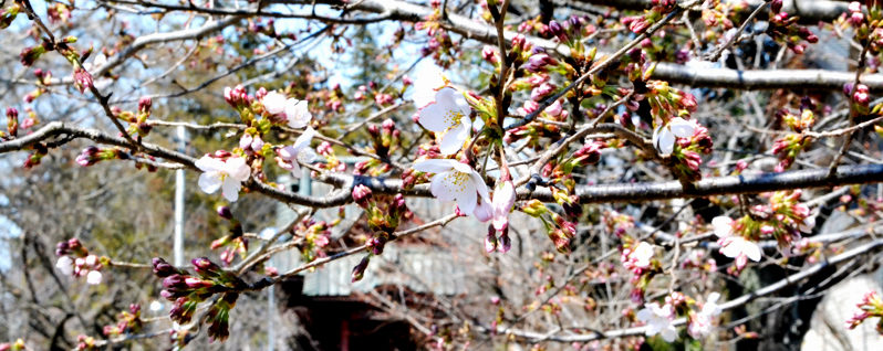 桜