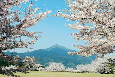 筑波山と桜