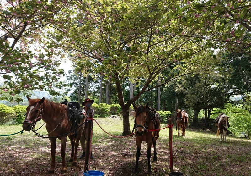 風来里馬小屋