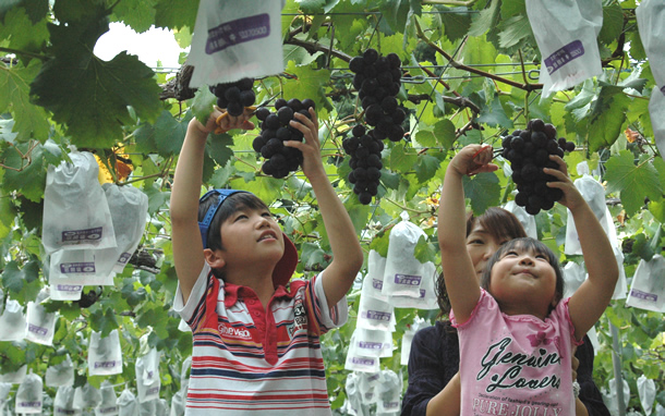 ぶどう狩り