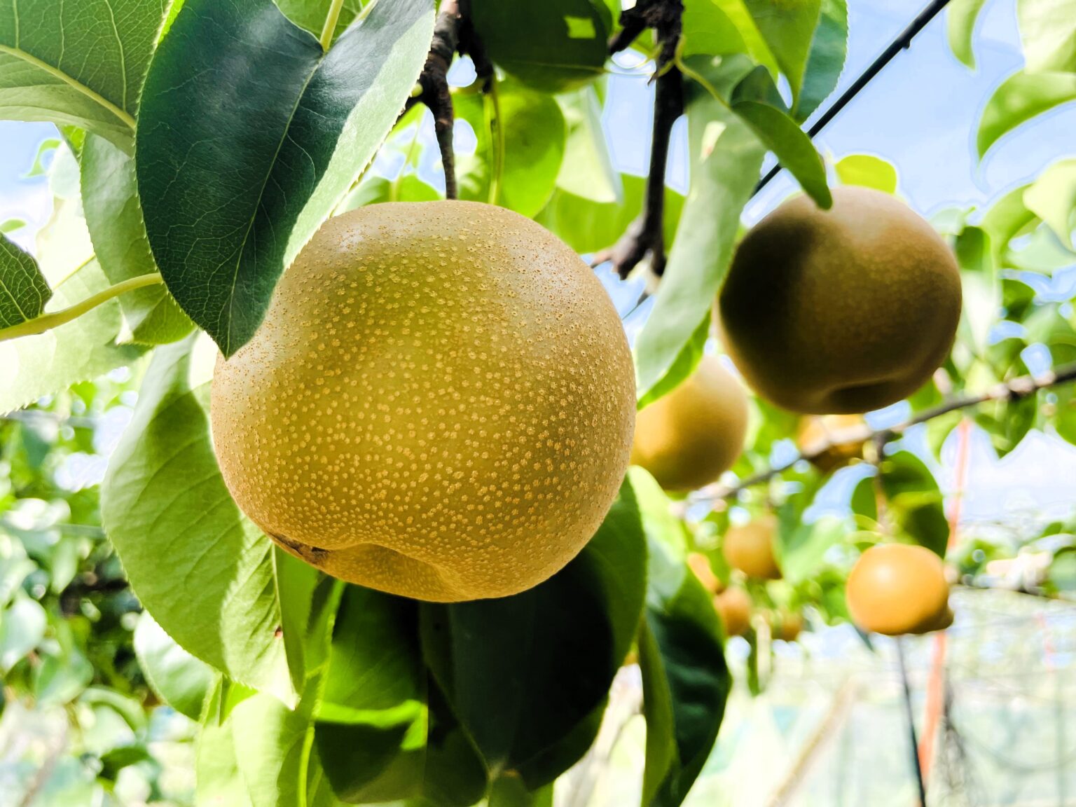 梨狩り・観光果樹園 | 【公式】茨城県 石岡市観光協会