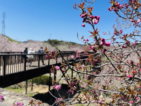 桜の木と橋