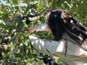 フルーツ狩りの様子