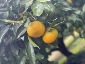 みかんの木