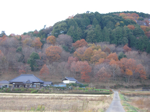 山の紅葉