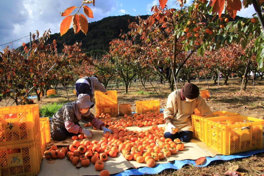 茨城県知事賞『収穫』藤井浩一