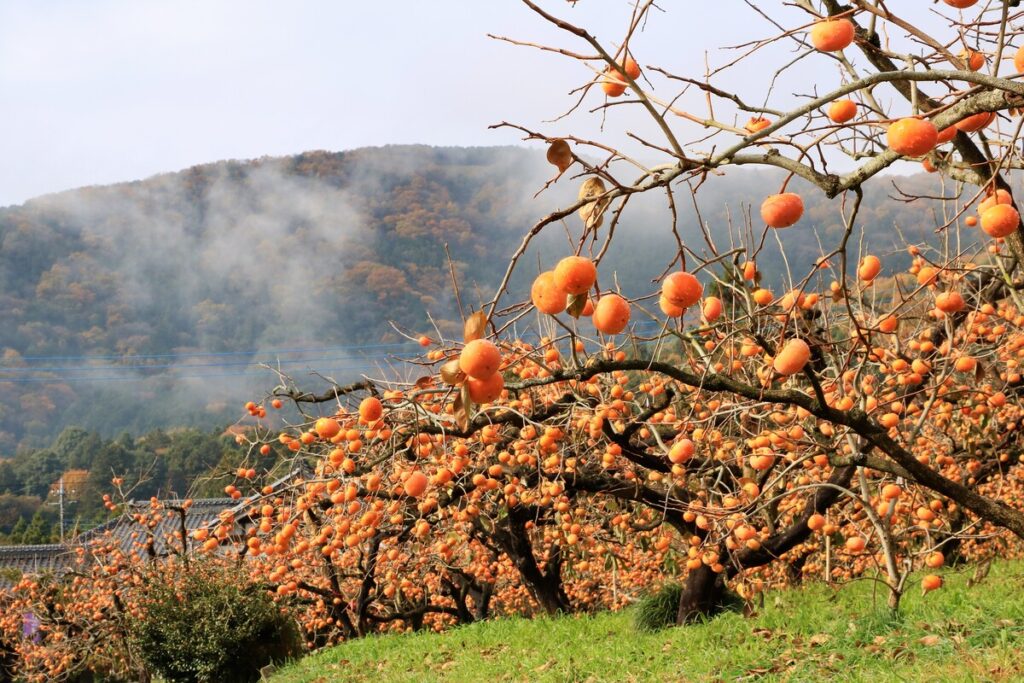 『献上柿の郷』久保盛義
