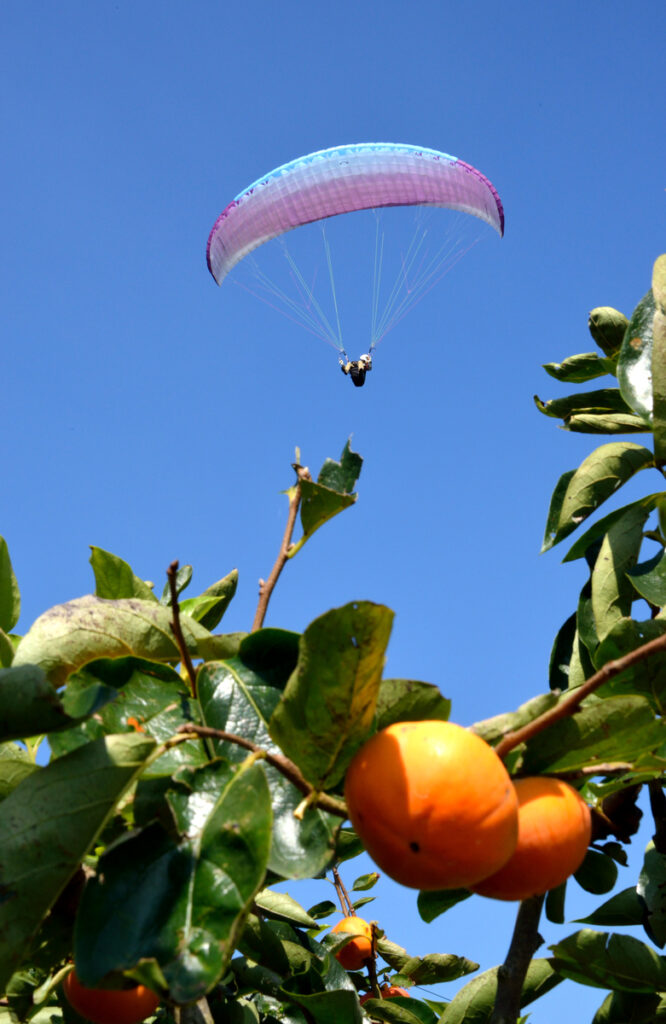 市長賞『柿の実に誘われて』鈴木正美