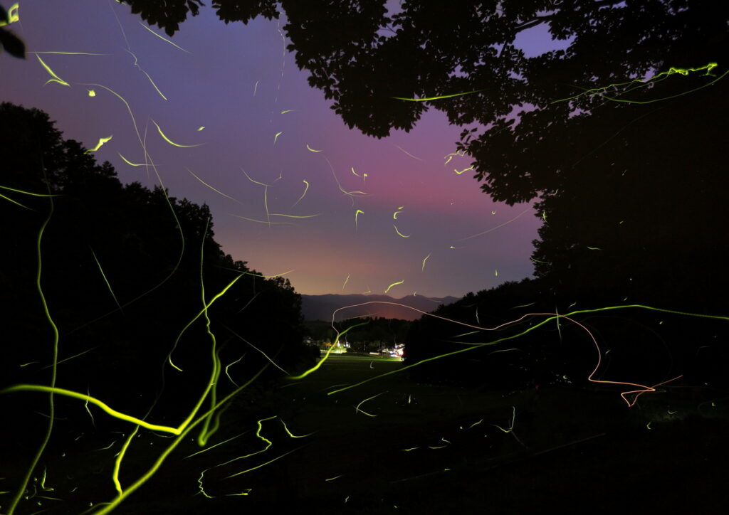 観光協会長賞『ホタルの里』鈴木憲一