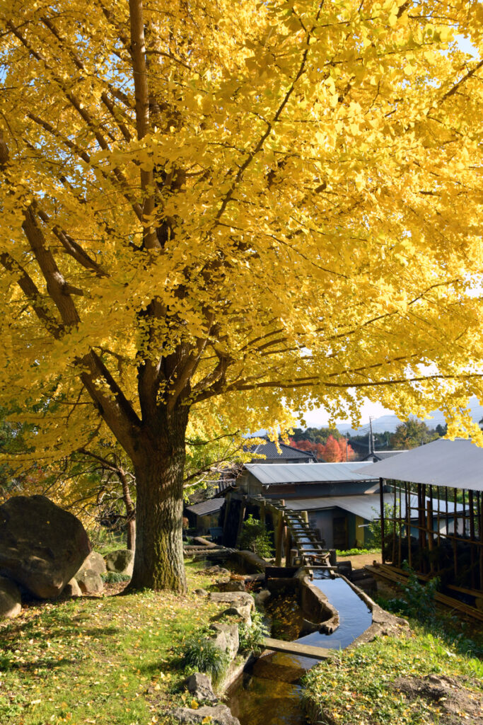 『里山の水車小屋』鈴木正美