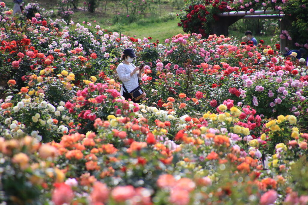 『楽園』藤井浩一