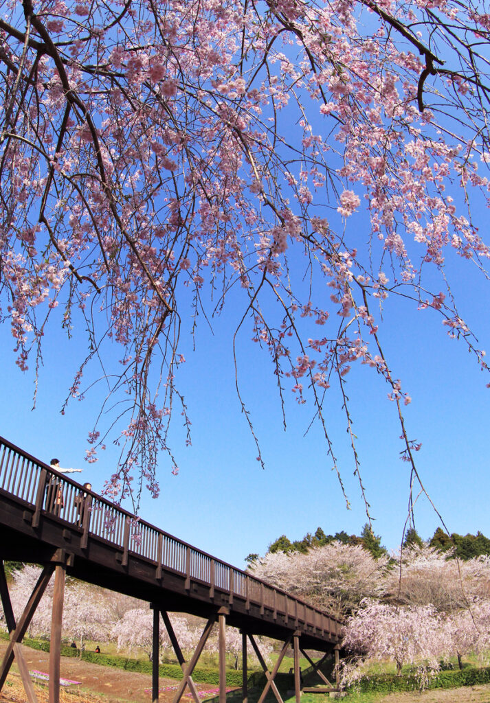 『絶景の見える橋』丸森勝造