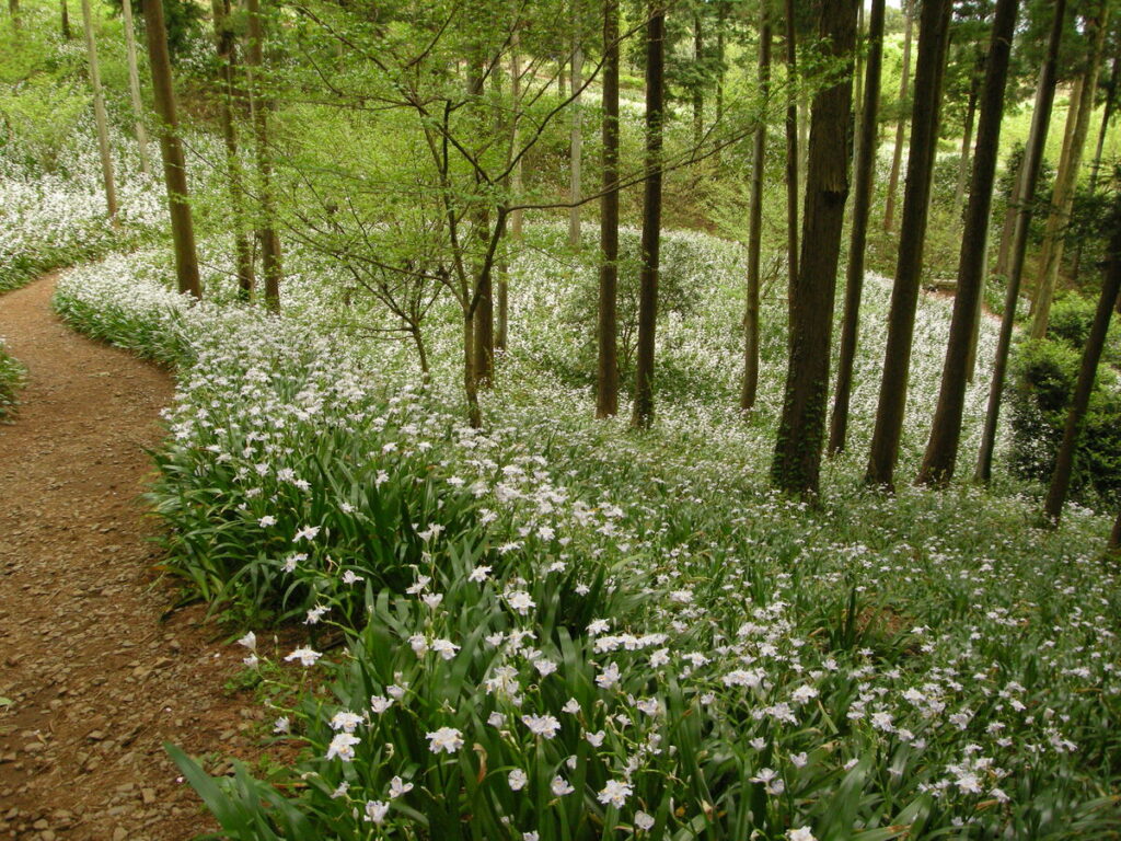 『シャガの小道』