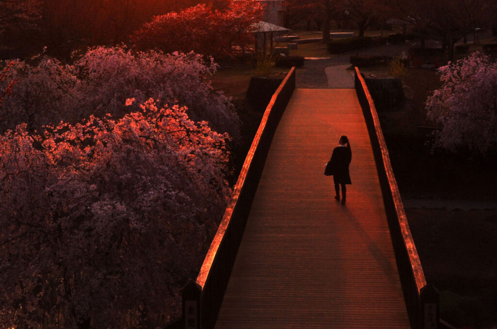 『桜花残照』高田良昇