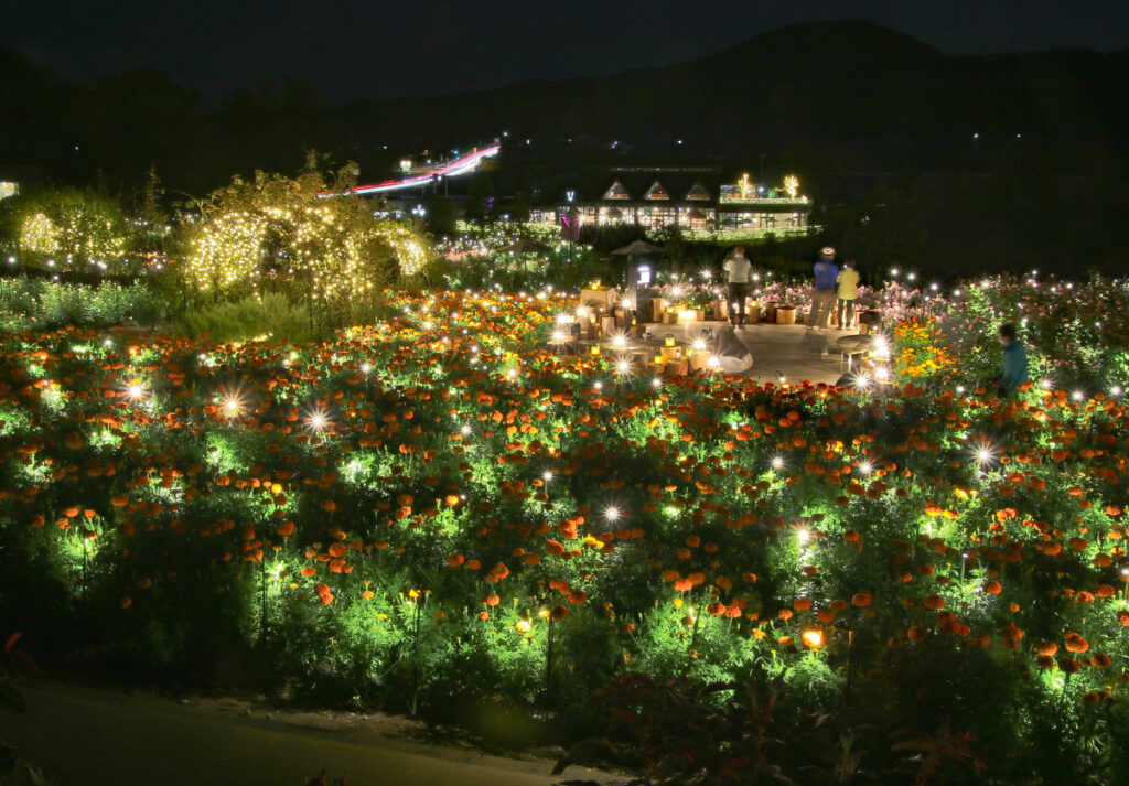 優秀賞『ライトに浮かぶ夜刻バラ』丸森勝造
