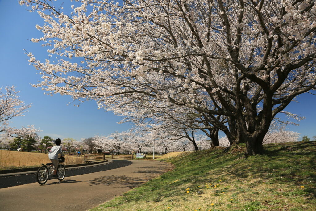 『春爛漫』鈴木英明