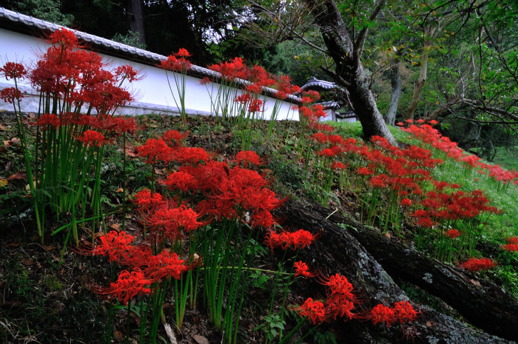 『彼岸に咲く』庄子一男