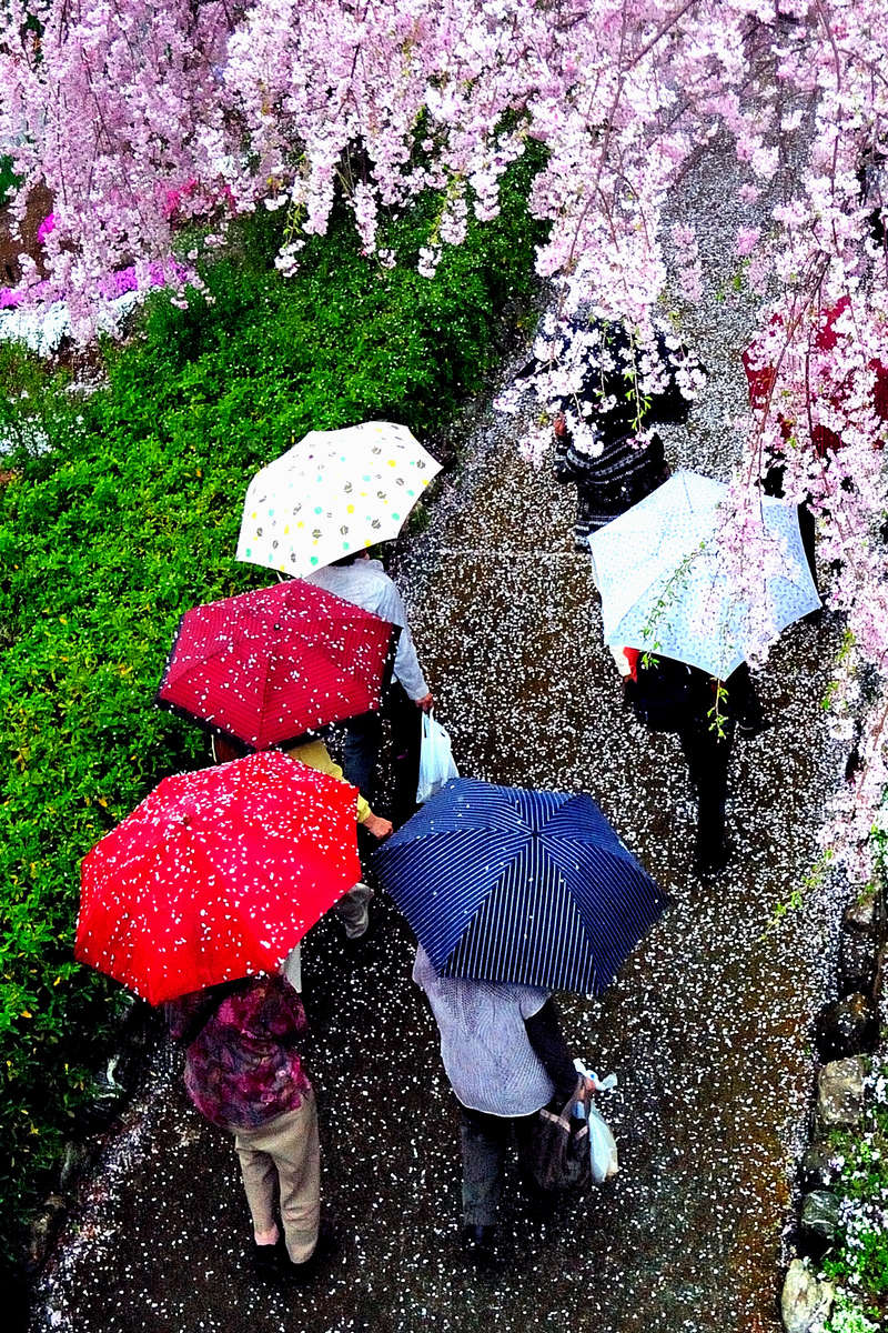 『桜花の乱舞』