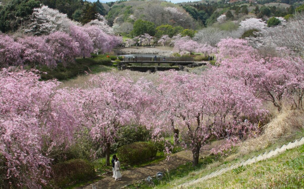 優秀賞『桜花爛漫』勢司佳邦