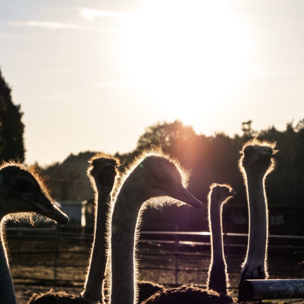 観光協会長賞『眩美〜genbi〜』鶴川公洋