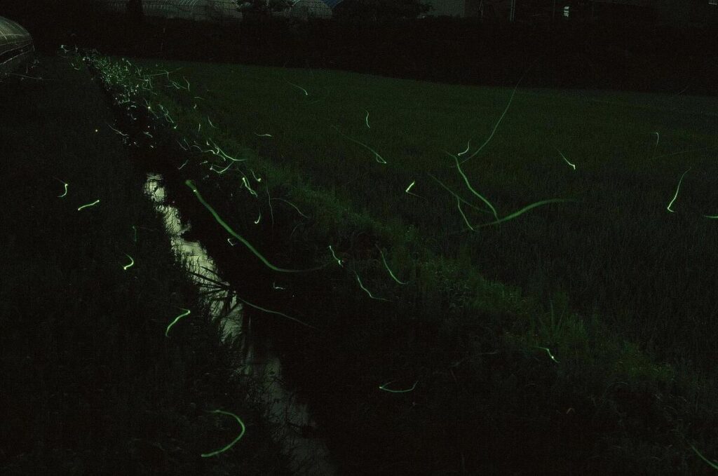 『ホタル乱舞』藤田玲奈