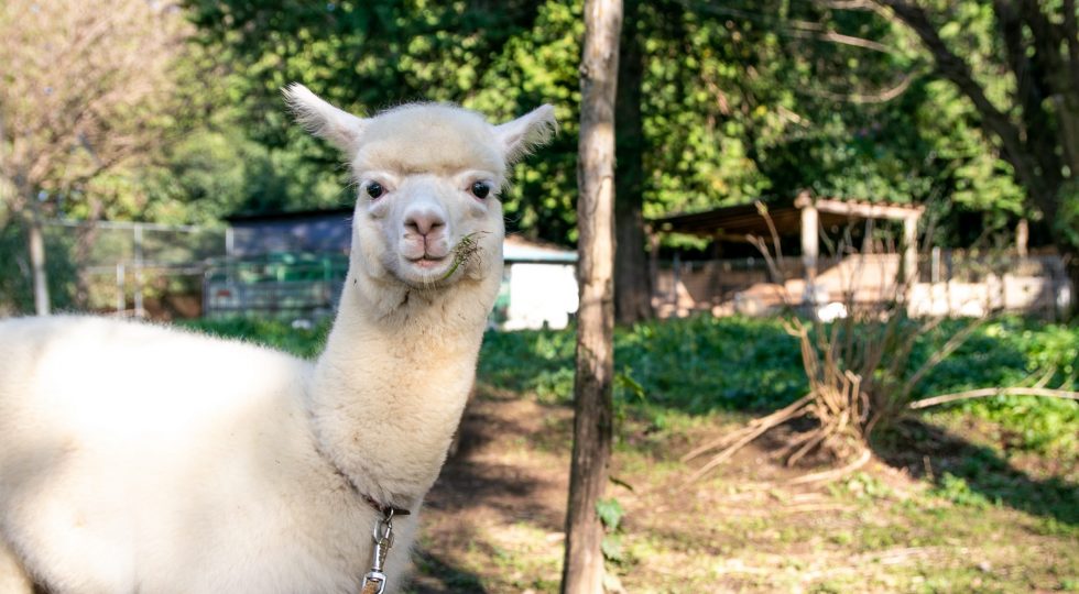 アルパカ
