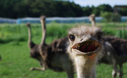 ダチョウ王国の写真